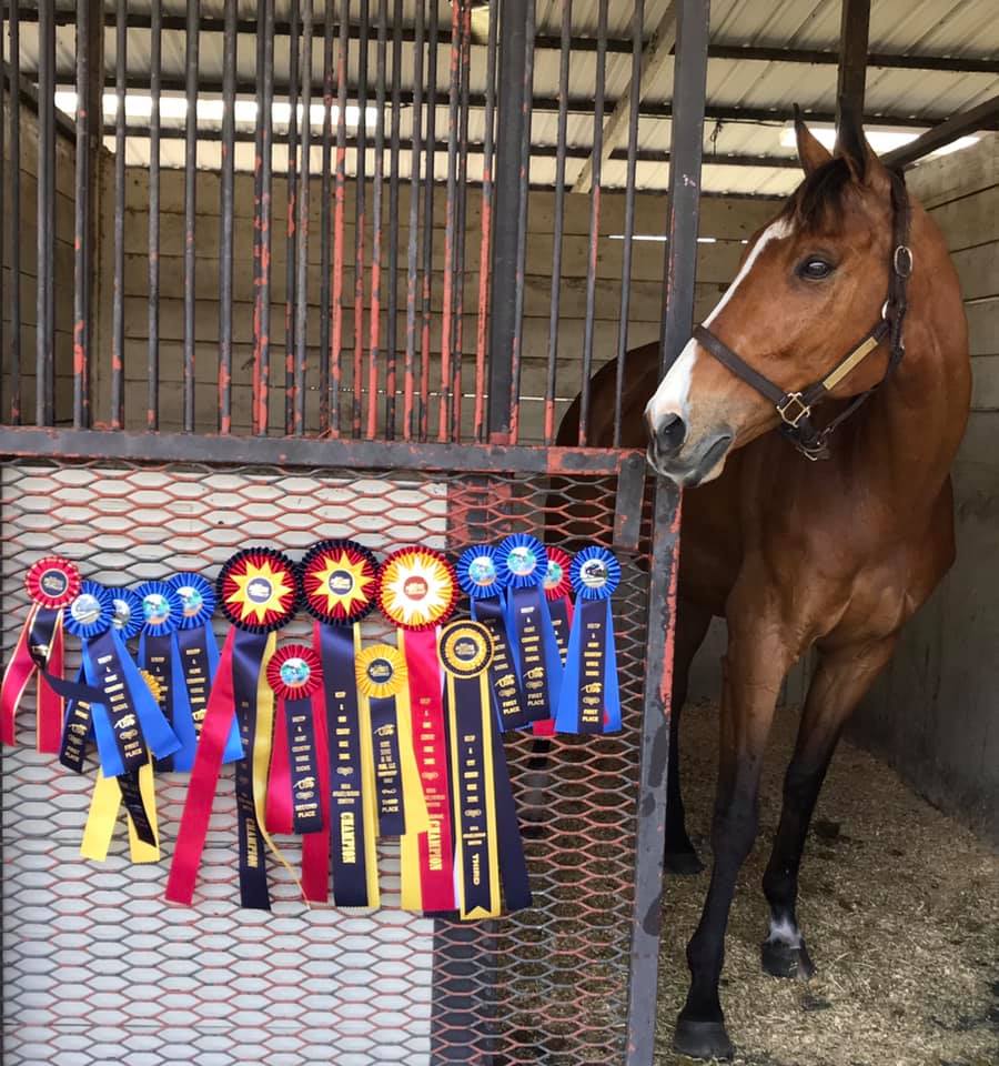 A horse admiring his Championship ribbons won by Amazing Grace Equestrian students Bradenton FL